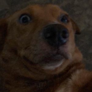 Meet your Posher, Austin